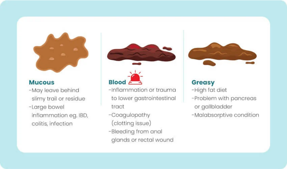 image of pet poo with mucous, blood or that's greasy