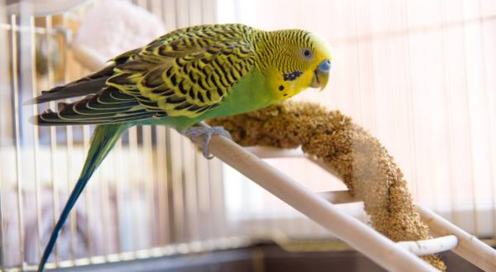 Various bird toys and accessories