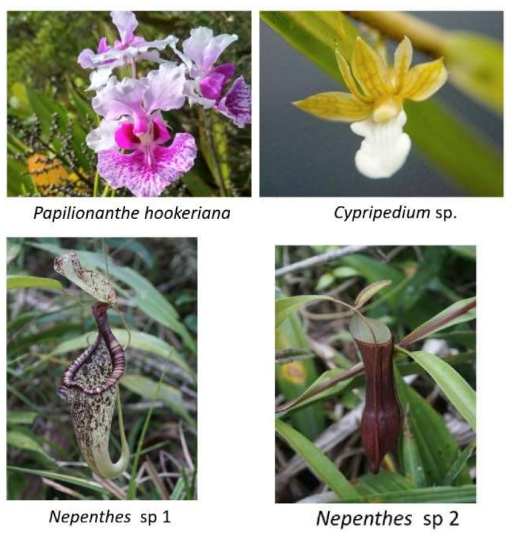 Plant biodiversity