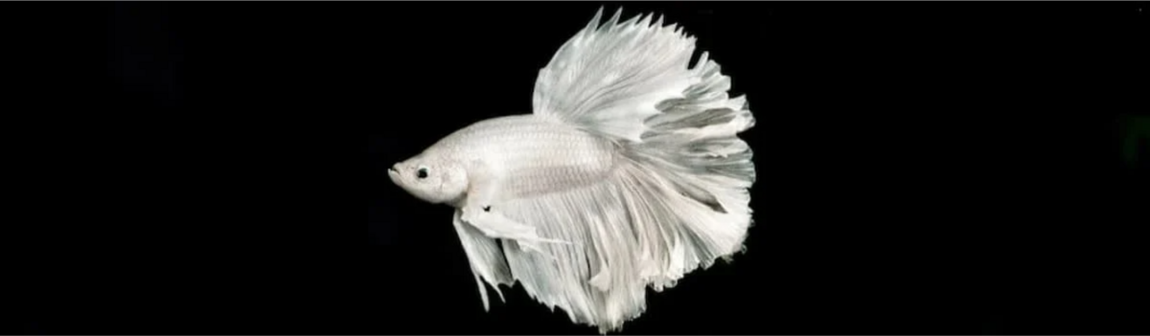 white betta fish on black background