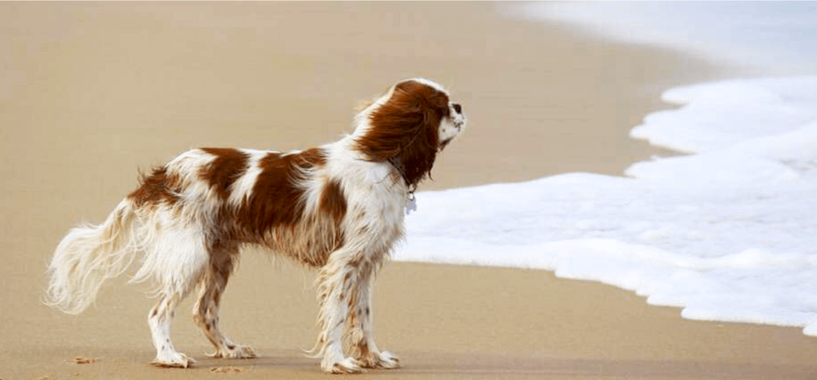 cavalier at beach