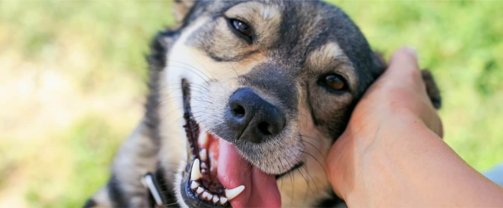 dog having ear scratched