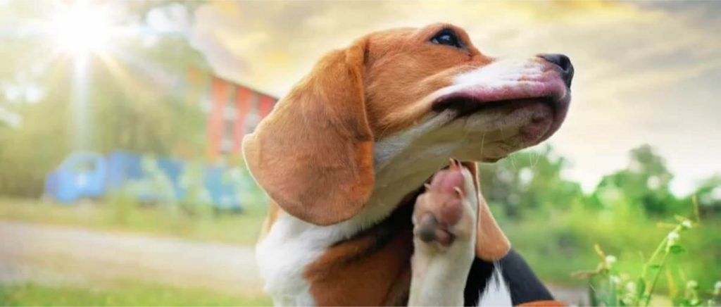 beagle scratches neck