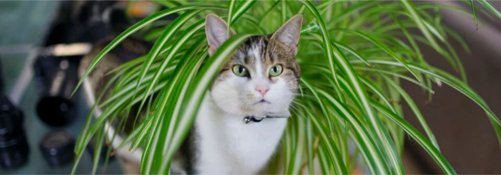 cat sitting in pot plant