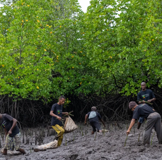 Eden Reforestation Project