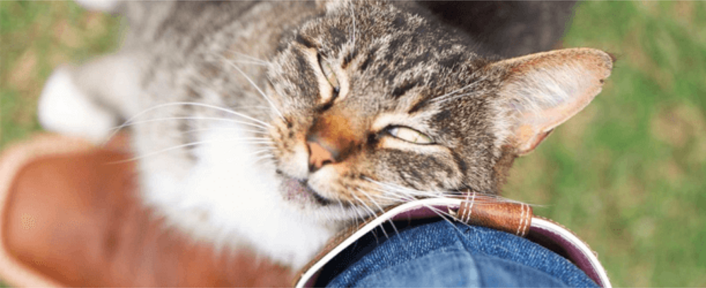 cat bunting person's leg