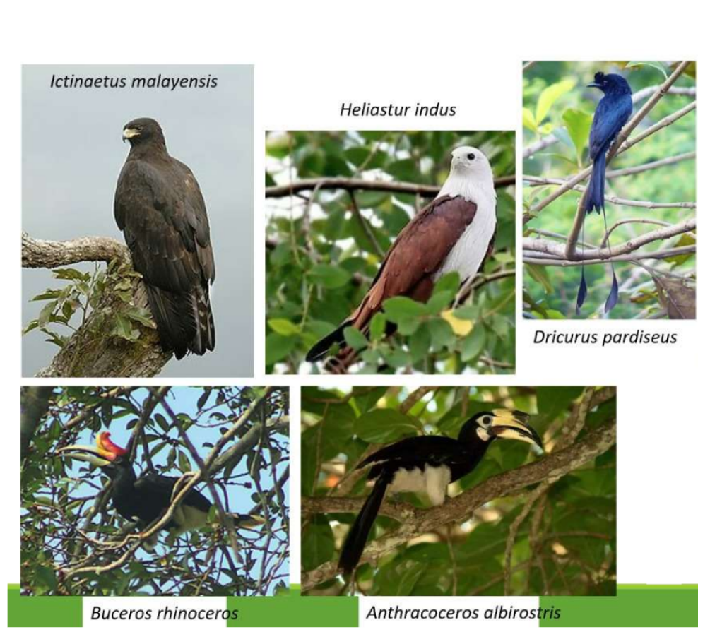 Animal biodiversity
