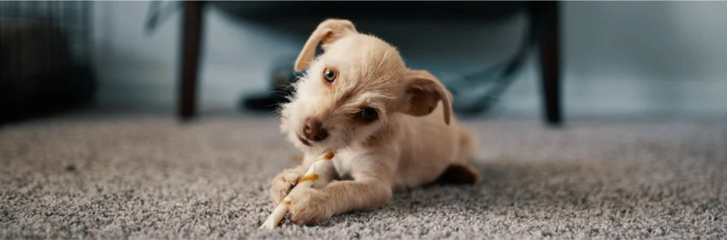 puppy chewing a rawhide stick