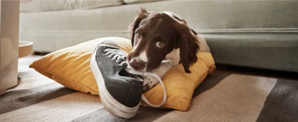 puppy chewing a sneaker