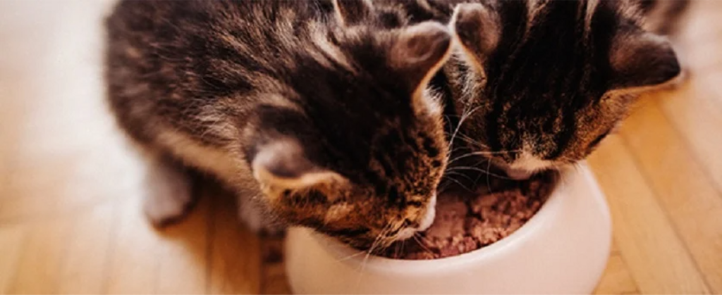 2 kittens eating wet food from the same bowl