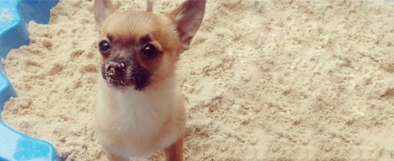 chihuahua in sandpit