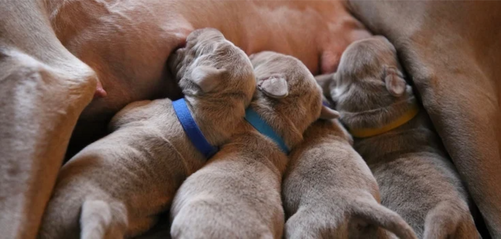 puppies suckling from mother
