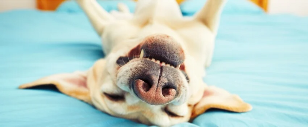 dog lying on back