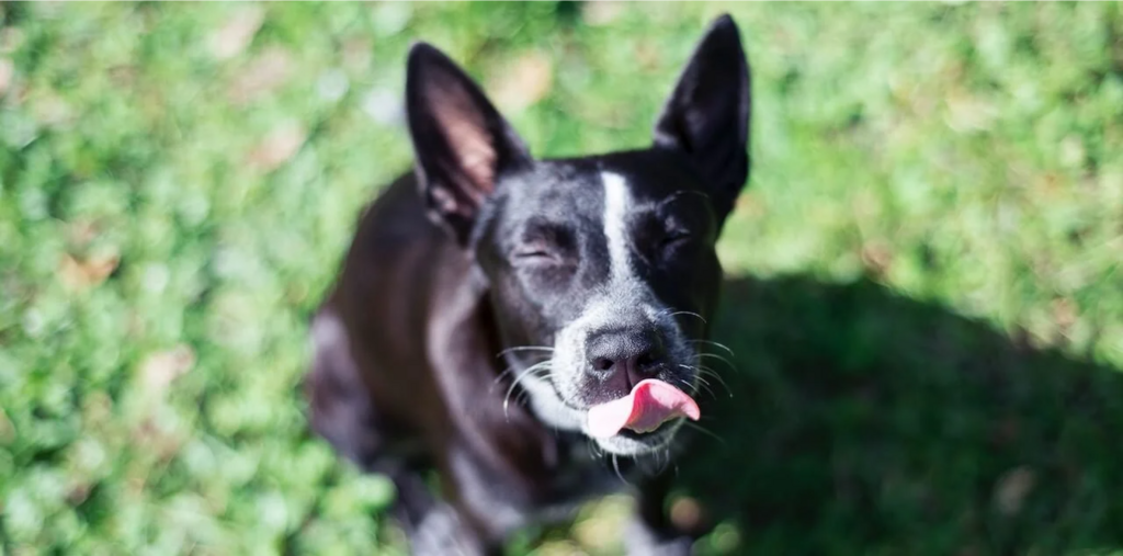 dog licking lips