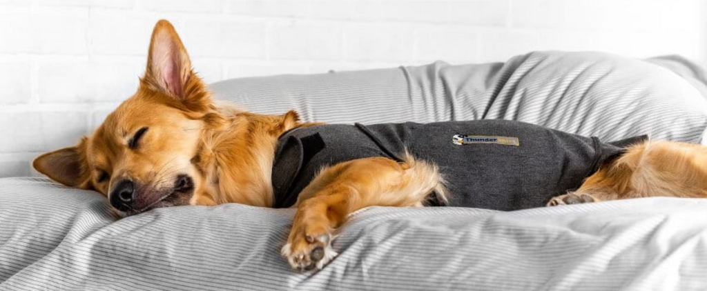 corgi in a thundershirt snoozing on a bed