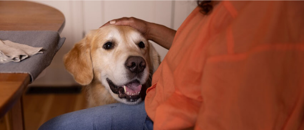 dog getting a pat on head
