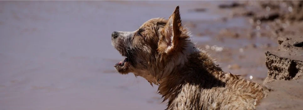muddy dog barking
