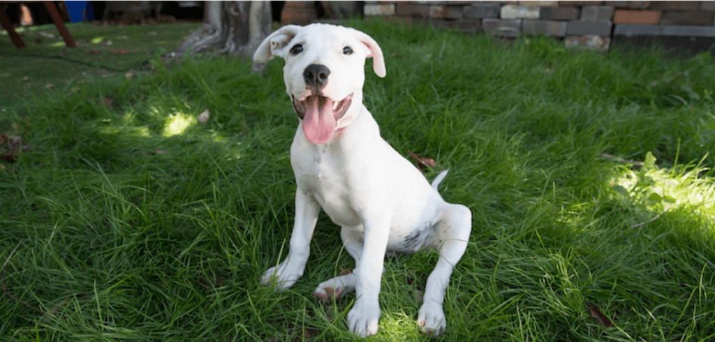 puppy sitting on grass, panting