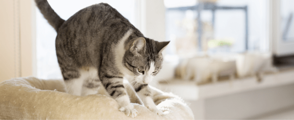 cat making biscuits
