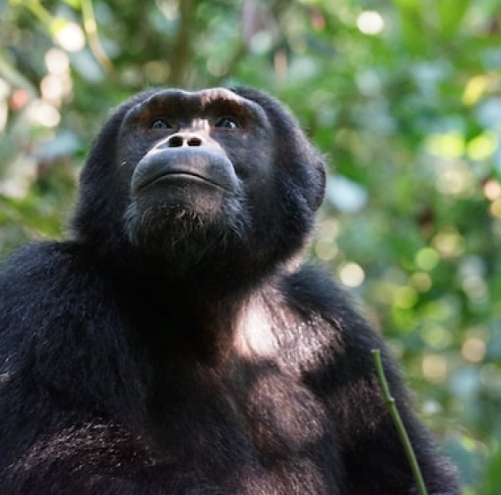 Bulindi Chimpanzee Habitat Restoration Project