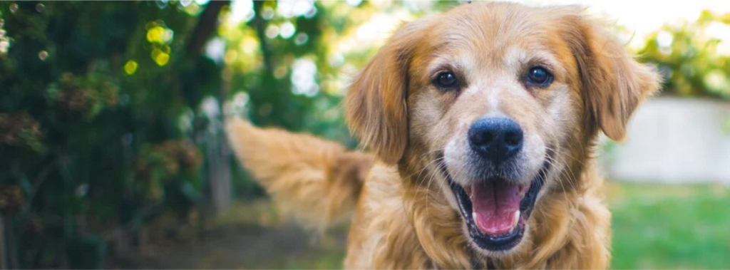golden retriever looking at camera