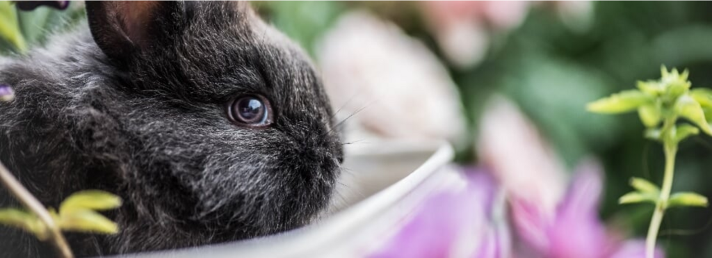 rabbit in litter tray