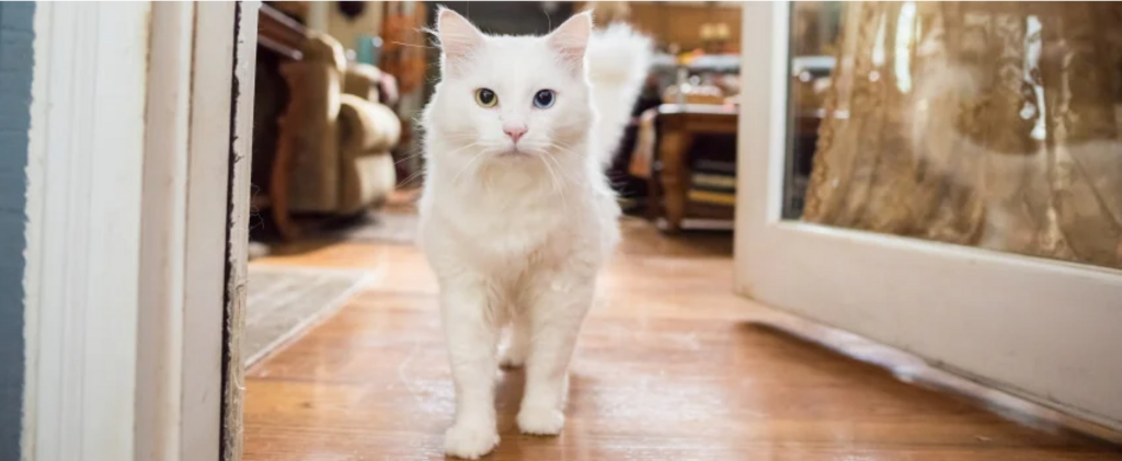white cat standing in hallway