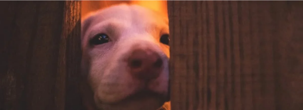 puppy looking through door