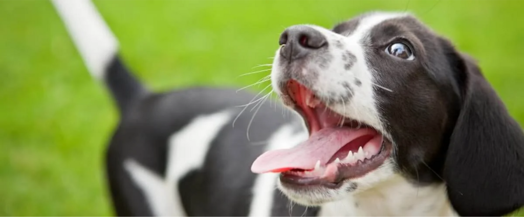 black and white puppy with mouth open