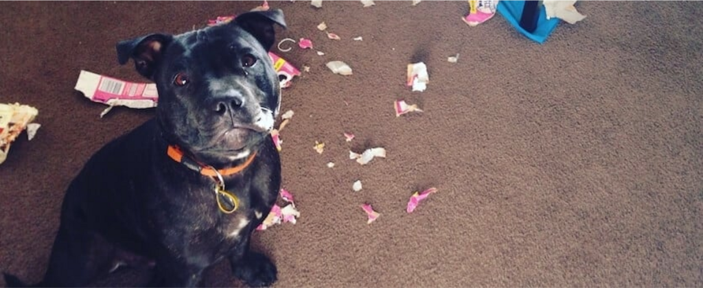 staffy puppy that has chewed up things
