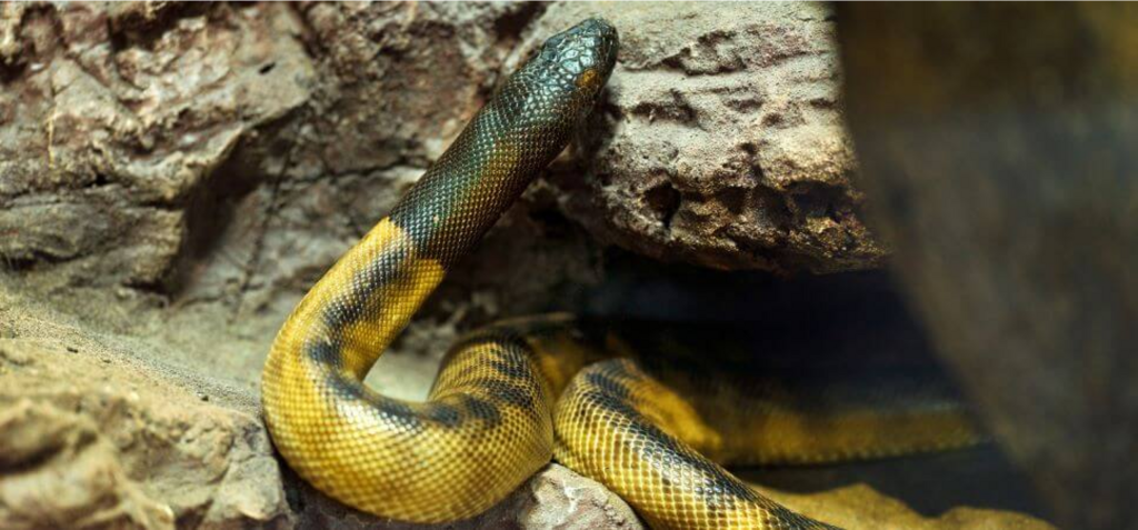 black headed python