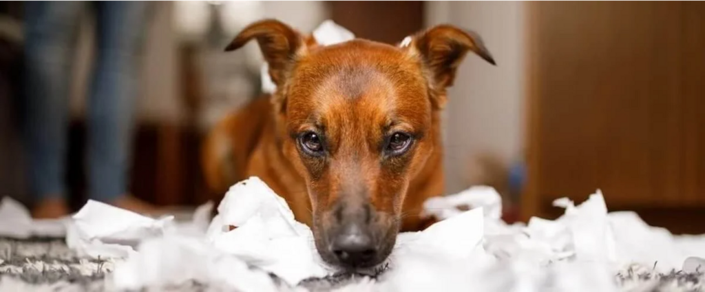 tan dog with shredded paper