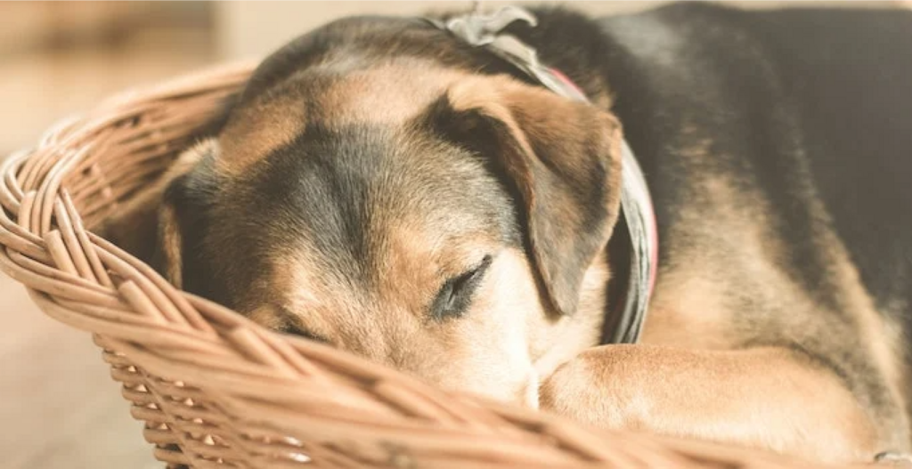 dog asleep in a basket