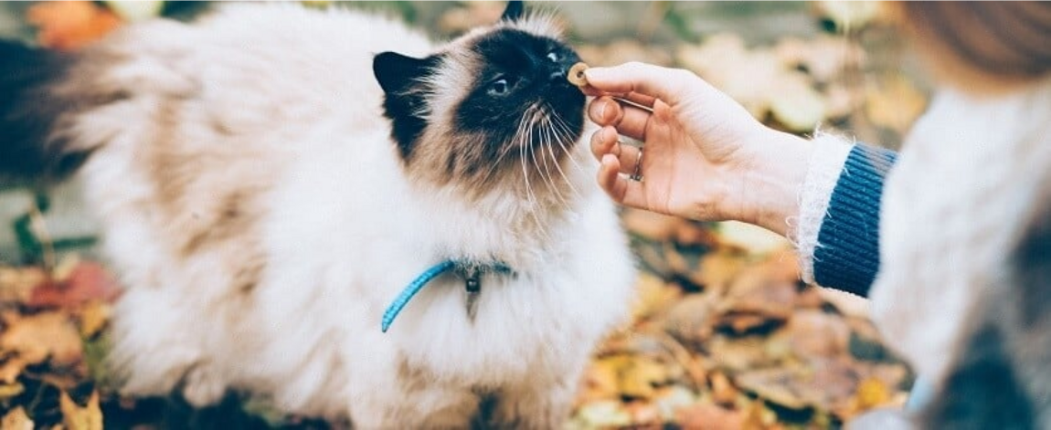 cat being offered a treat outdoors