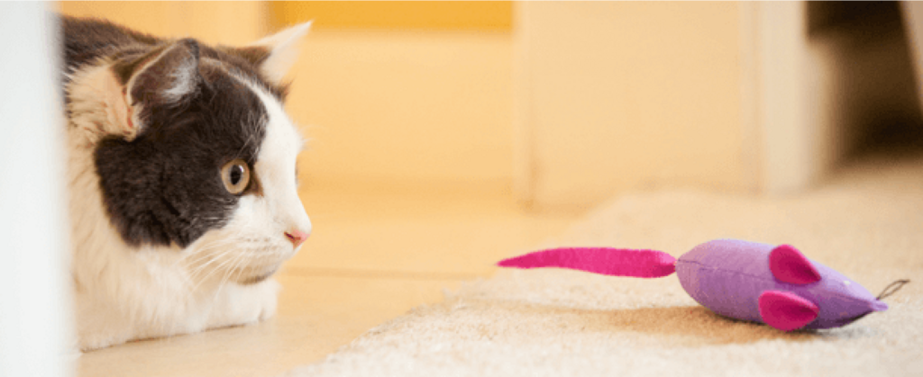 cat with a toy mouse