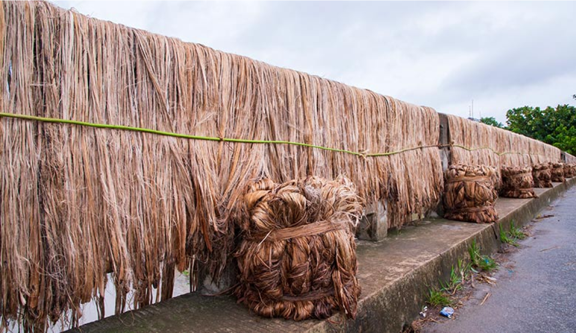 High Graded Jute Collection From Farmers