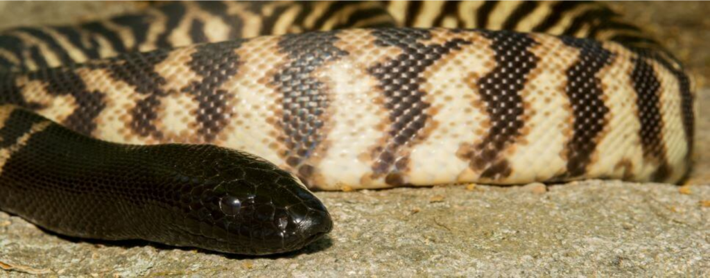 black headed python