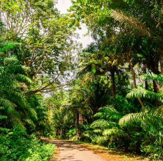 Hongera Reforestation Project