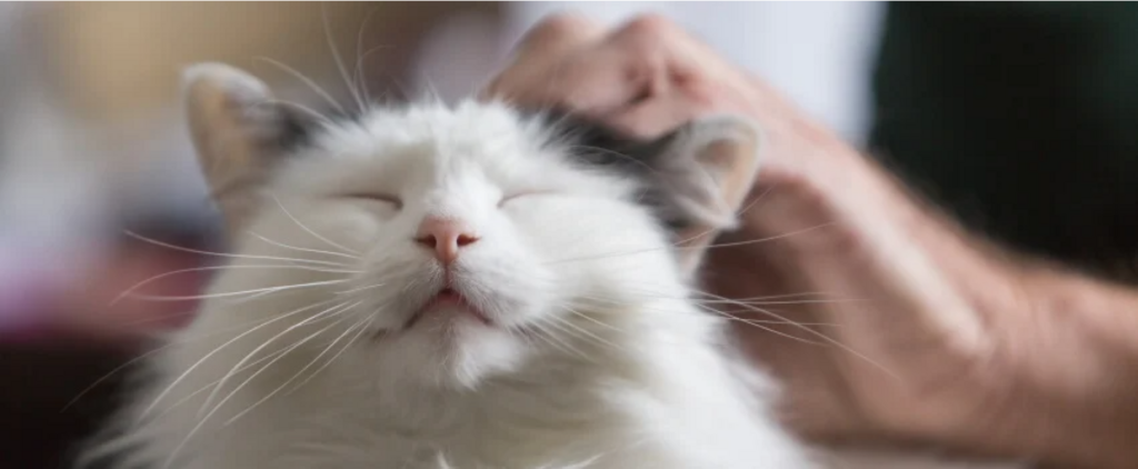 cat having head scratched