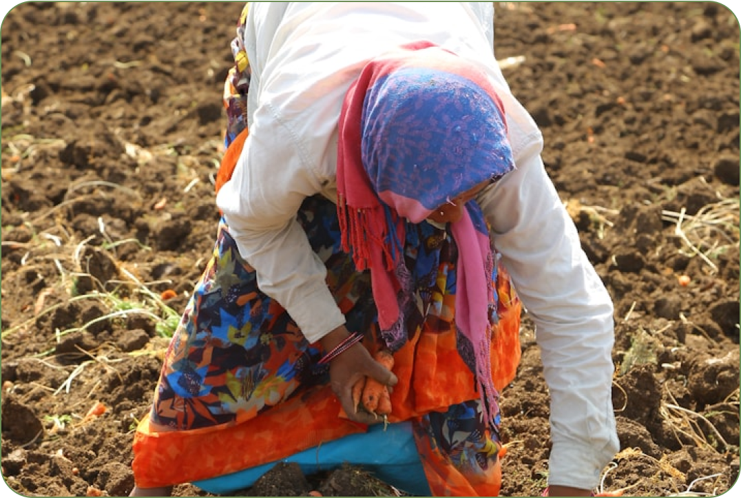 Agricultural Consulting and Training