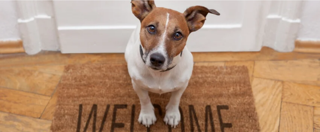 jack russell terrier looking at camera
