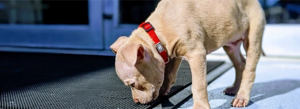 puppy sniffing the floor