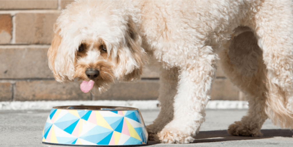 dog eating from bowl outdoors