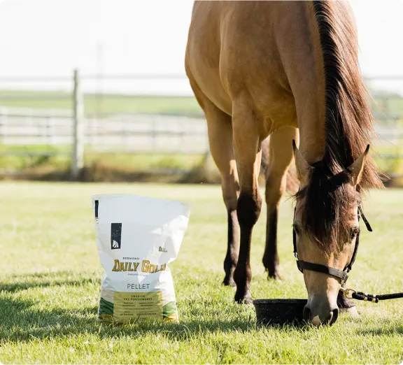 Horse eating from feed bag