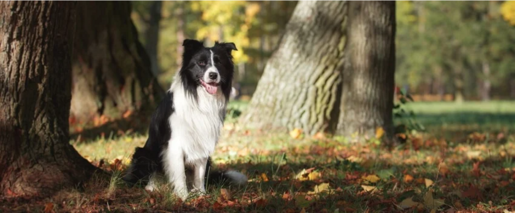 border collie in a forest