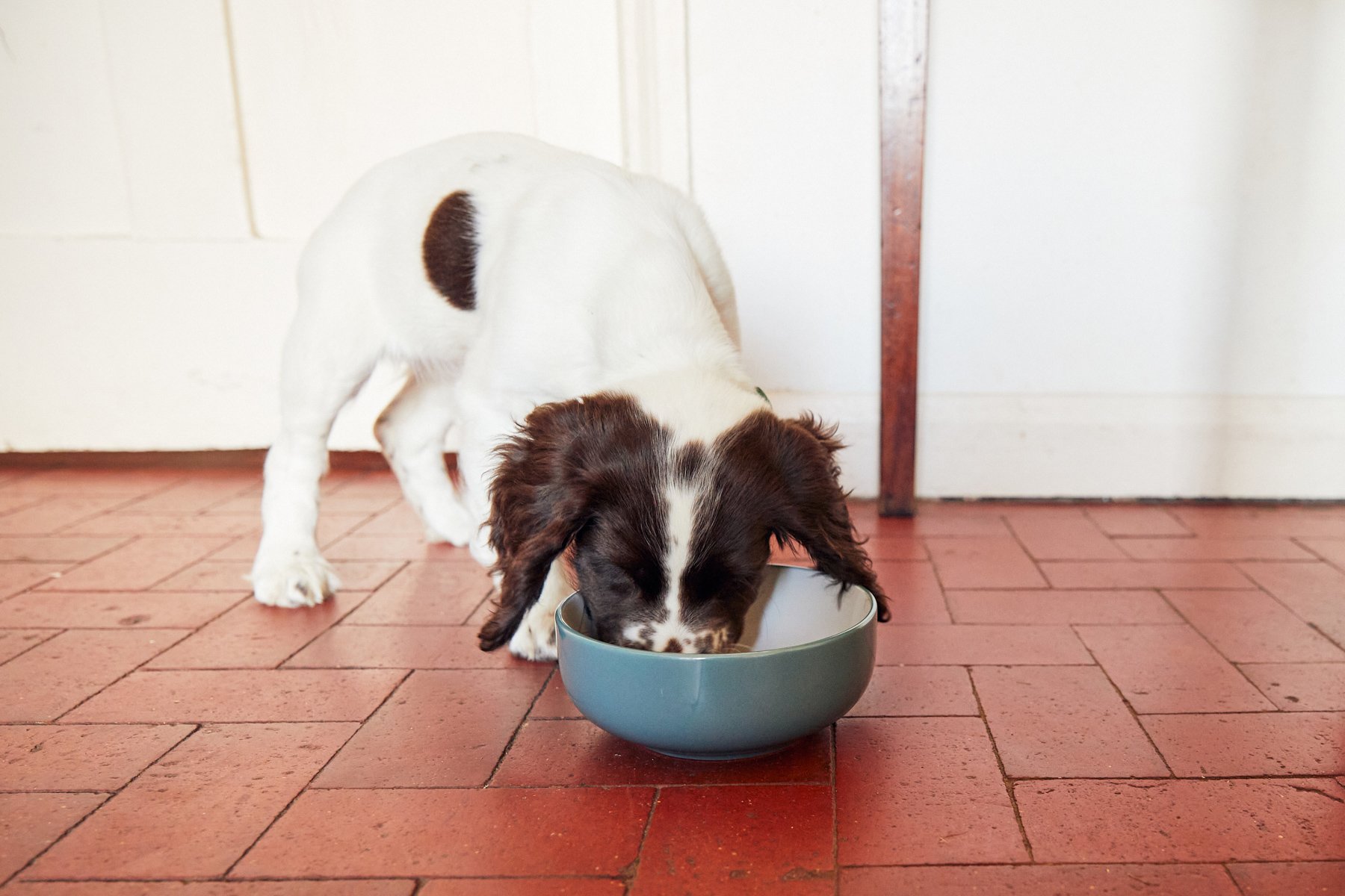 How much should you feed a dog and how often? Different Dog