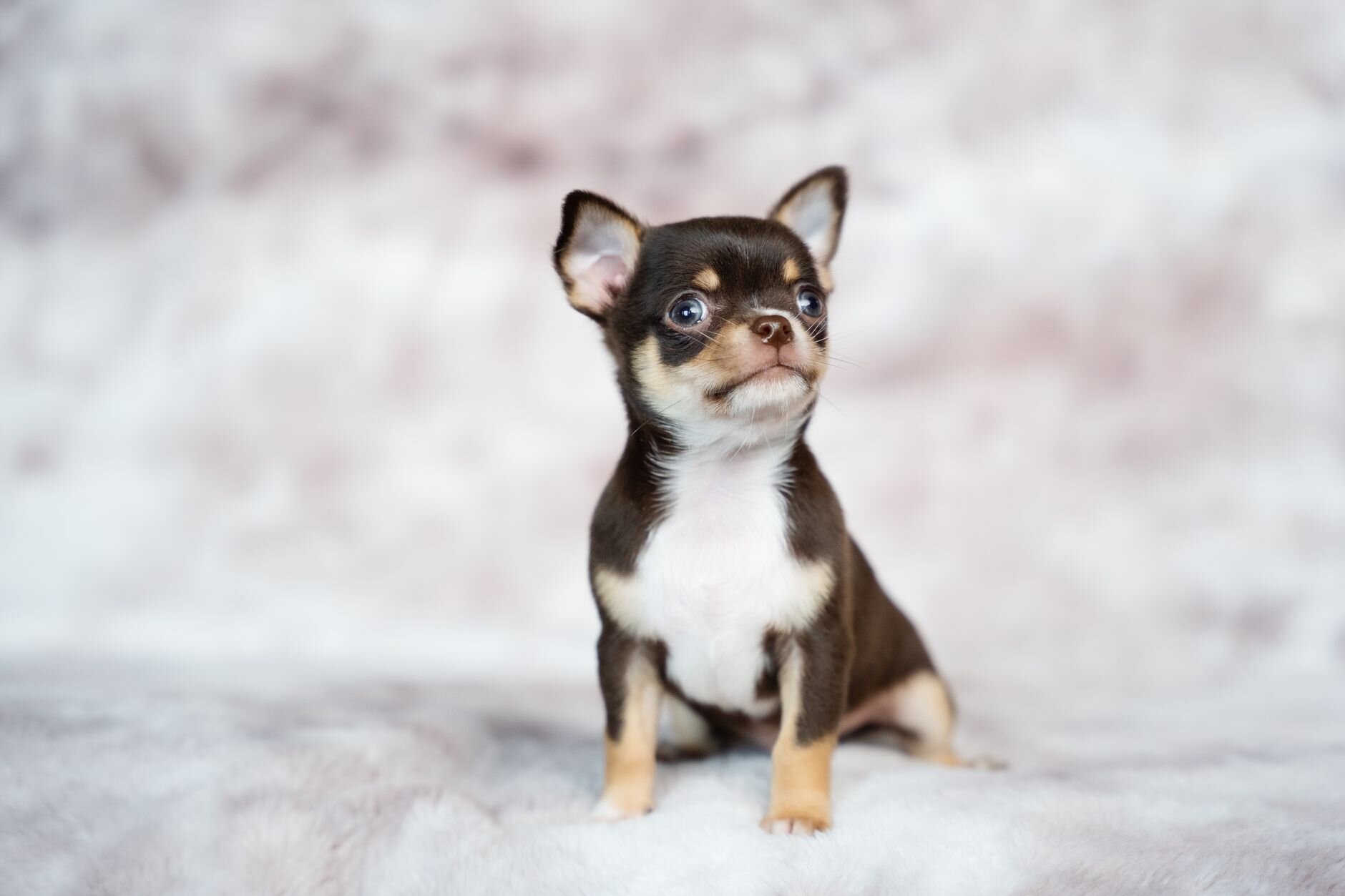 Chihuahua mix health problems: what vet visits show | Dutch Vet
