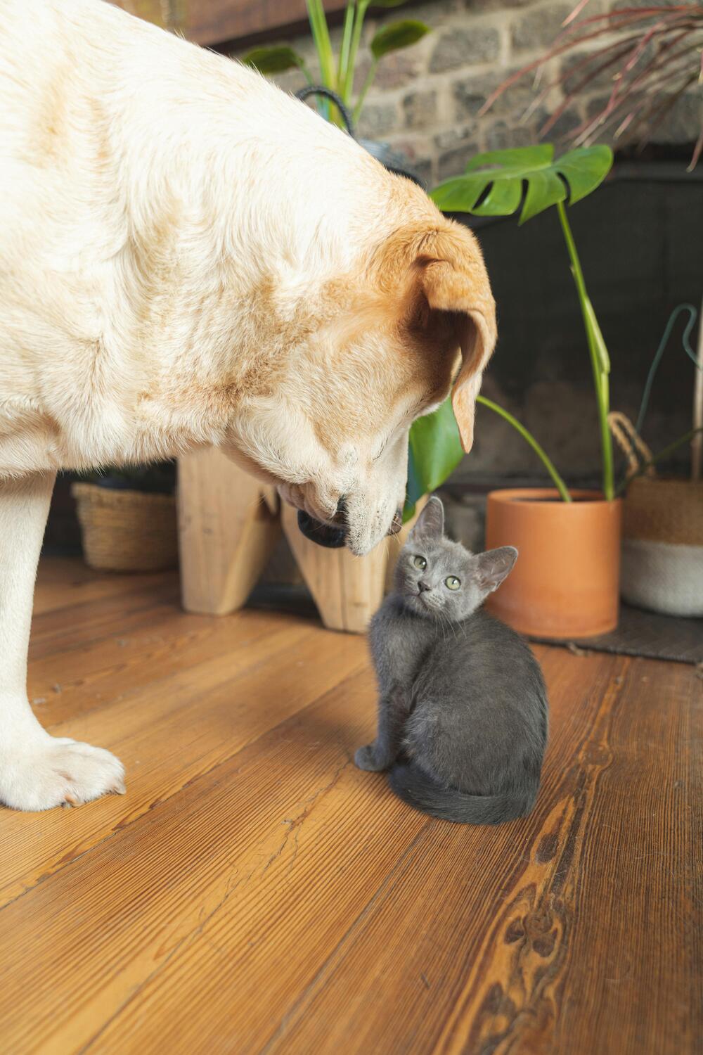 Wagmo | Modern Pet Healthcare