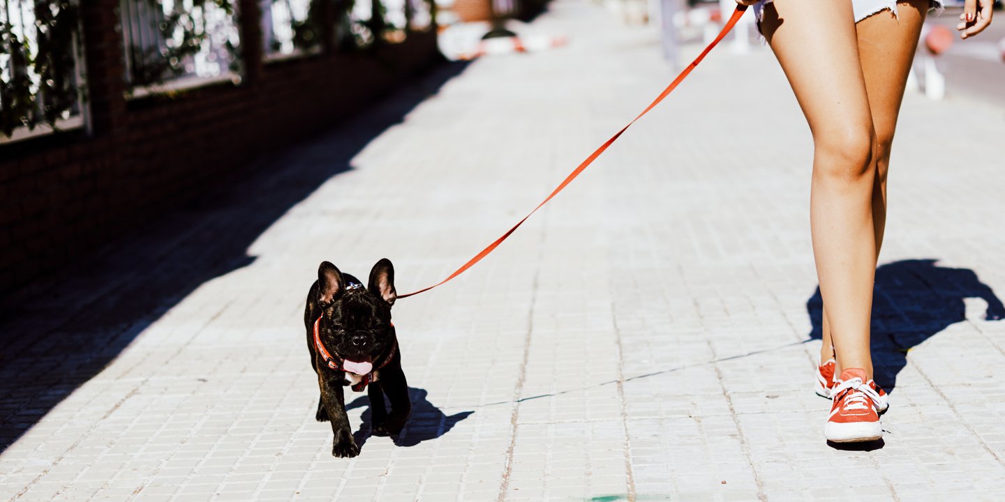 Wagmo.io For affordable pet insurance and pet wellness plans