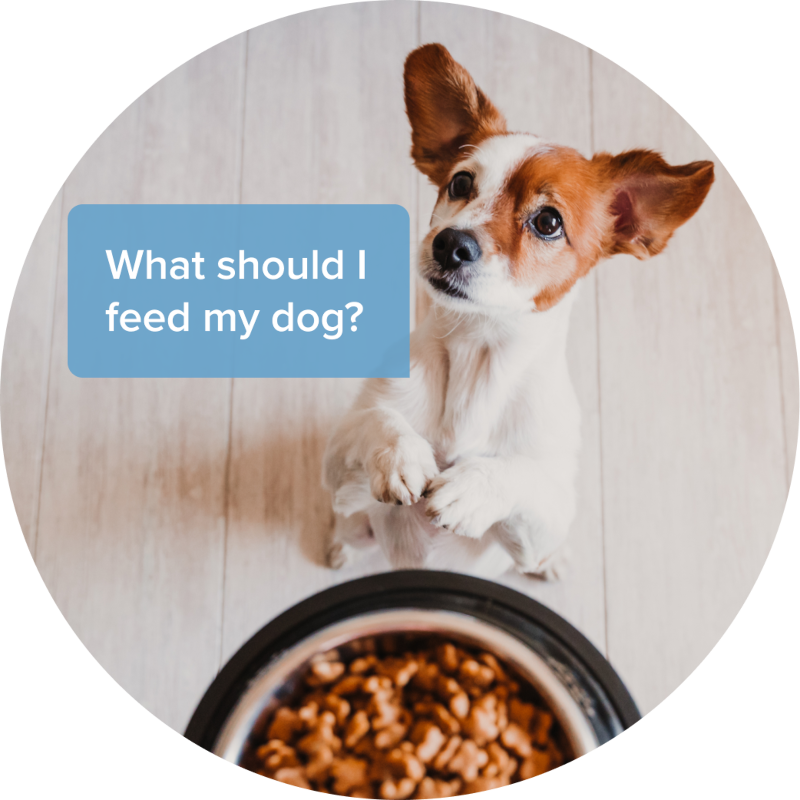wagmo-io-for-affordable-pet-insurance-and-pet-wellness-plans